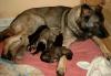 7 schäferhund welpen suchen ein neues zu hause ab ende dezember