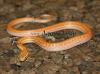 Afrikanische Hausschlange Lamprophis capensis /  fuliginosus  Verkaufe:  Lamproph