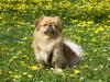 eine hündin pekinese zum decken suchen