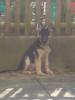 deutscherschäferhund