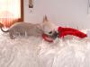 Chihuahua Rüden KH und LH