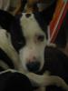 Pit Bull Mix,  18 Mon. kastrierter Rüde in erfahrene Hände abzugeben