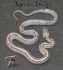 Superangebote des Monats November Kornnatter Pantherophis guttatus _ _ _ _ _ _ _ _ _ _ _ _ _ 