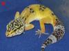 Leopardgeckos aus Hobbyzucht 2009