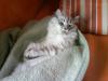 Perser Kater sucht Katzendame zum lieb haben und mehr...