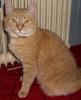 Rot-getigerte Katze in Moormerland vermisst
