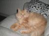 Main Coon/ Perser Mix