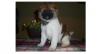 Akita Welpen Fency 