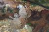 2 Höckerschildkröten (Wasserschildkröten) zu vergeben...