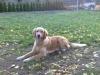 golden retriever hündin 3 jahre