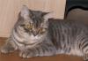 blau-getigerte BKH-Katze 3/ 4 Jahr alt