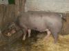 biete Schlachteschwein
