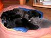 Australian Shepherd /  Australian Shepherd - Bearded Collie Mischlinge
