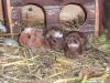 kleine Meerschweinchen abzugeben!