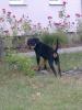 Rottweiler Rüde 6 Monate