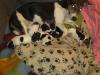 süsse kleine jackrussel welpen