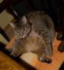 getigerte Katze Bobby,  entlaufen