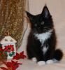 Wunderschöne,  typvolle Maine Coon Kitten abzugeben!