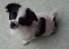 PEKINESE-JACK RUSSEL (Welpe 10 Wochen alt)