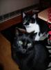 diesel und hadson suchen ein neues zuhause 