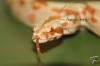 Boa constrictor constrictor /  imperator mix Verkaufe verschiedene Varianten  Wis