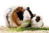 www.meerschweinchen-trier.de.tl  süße Jungtiere abzugeben!