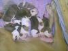 Wunderschöne American Bulldog /  Amerikanische Bulldoggen Welpen