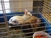 2 Kaninchen abzugeben