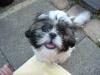 Shi Tzu Mädchen sucht Deckrüden(Shi-TZu) für das Jahr 2010