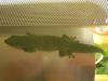 1.0 Phelsuma Madagascariensis Grandis,  eigene NZ 
