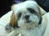 Shi Tzu Dame gesucht für gemeinsame Schmusestunden 