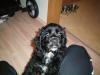 lieber Am. Cocker Spaniel abzugeben