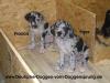 Deutsche Dogge Welpen mit Papiere suchen ab sofort ein Zuhause
