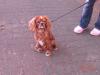 Cavalier King Charles Spaniel erfahrener Deckrüde in ruby