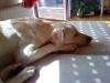 SAM,    Labradormix ,   10 Monate sucht.......
