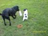 Hunde Tagesbetreuung,  Hunde Kindergarten