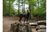 Dobermannrüde braun,  11mon,  kupierte Rute,  abzugeben