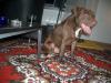wunderschöner Red nose Pitbull