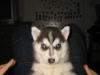 Huskywelpe
