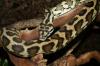 Morelia spilota mcDowelli Sibling 1.0