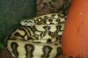 Morelia spilota McDowelli HC-Jaguar 0.1