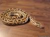 Labyrinth Tigerpython (w) zu verkaufen