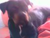 Rottweiler labrador Hündin,  treu kinderlieb sucht neues zuhause