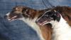 Rassehunde,  Barsoi
