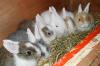 6 Löwenkopf Zwergkaninchen Babys suchen neues Heim!
