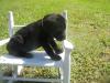 gesunde Labrador Retriever Welpen
