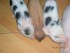 Microschwein/ Minischwein/ Sau/ Eber
