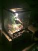 Kettenattern + Terrarium zu Verkaufen