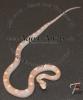 Kornnatter Pantherophis guttatus verschieden Varianten _ _ _ _ _ _ _ _ _ _ _ _ _ _ _ _ _ _ _ _ _ _ _ _ _ 