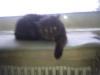 Exotic Shorthair,  6 Jahre,  weiblich